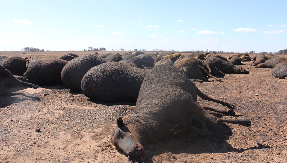Burnt sheep lay on the ground of a paddock destroyed by the Pinery bushfire