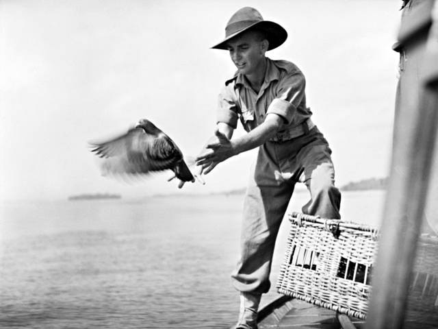 A black and white photo shows a man in military uniform releasing a pigeon.