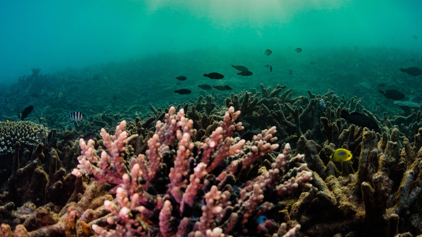 Underneath the sea in the exmouth gulf 