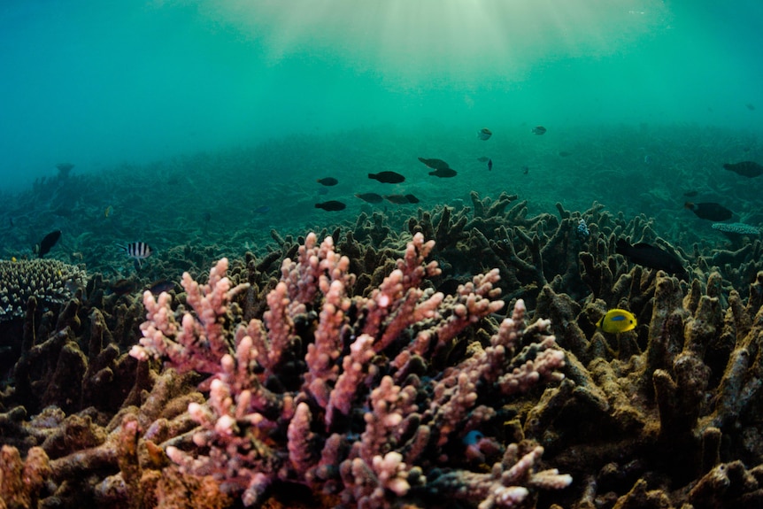 Underneath the sea in the exmouth gulf 