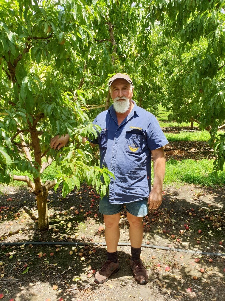 Stone fruit grower Dino Cerrachi in his stone fruit orchard.