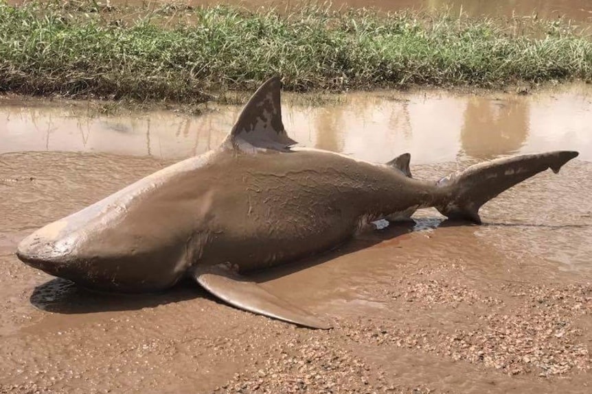 A dead bull shark found washed in in Ayr