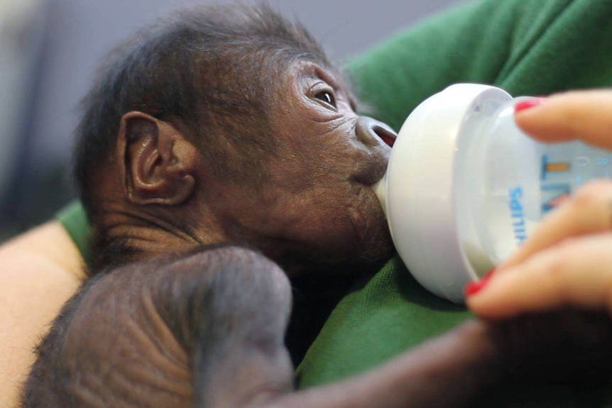 Baby gorilla is bottle-fed.