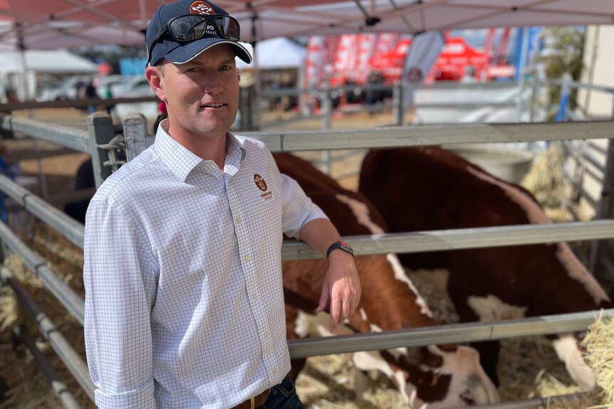 A man in a cap stands in front of cattle in a pen.