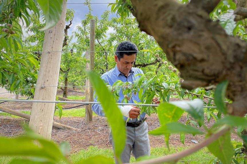 A man picks fruit off a tree