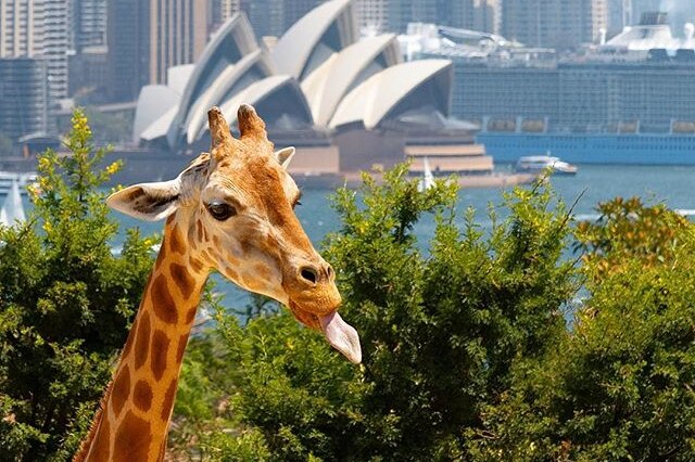 A giraffe pokes its tongue out, with the Sydney Opera House in the background.