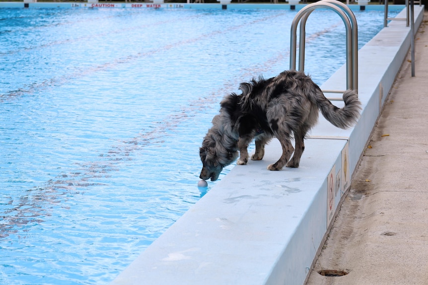 A dog crouches down to retrieve a ball in the Glenorchy pool. 