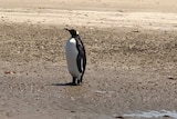 Picture of a large black and white bird on a beach