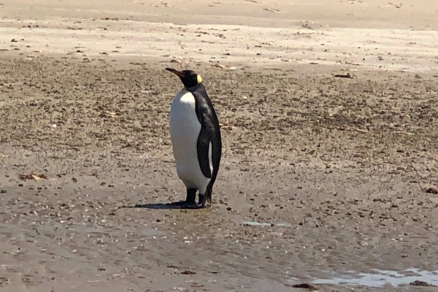 Picture of a large black and white bird on a beach