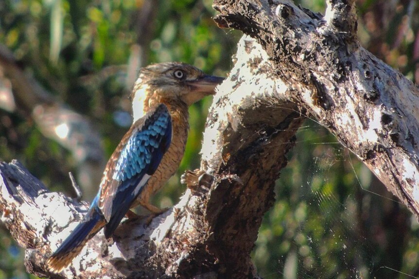 A blue-winged kookaburra resting on atree branch in nice morning light.