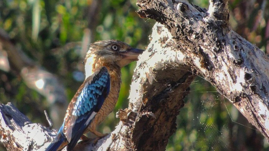 A blue-winged kookaburra resting on atree branch in nice morning light.