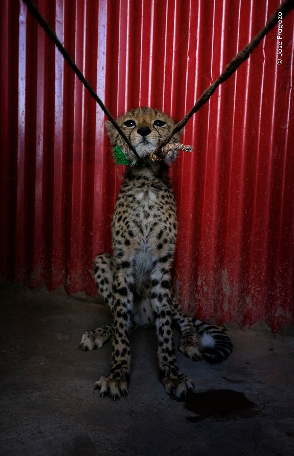 A young cheetah cub with two ropes tied to its neck hisses while waiting to be sold in Ethiopia.