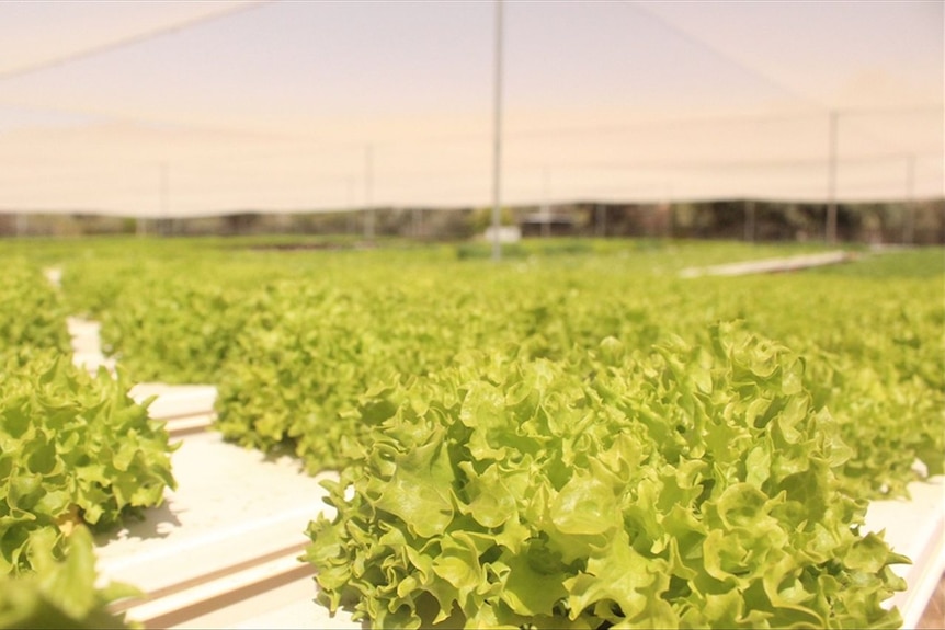 Lettuces under shadecloth