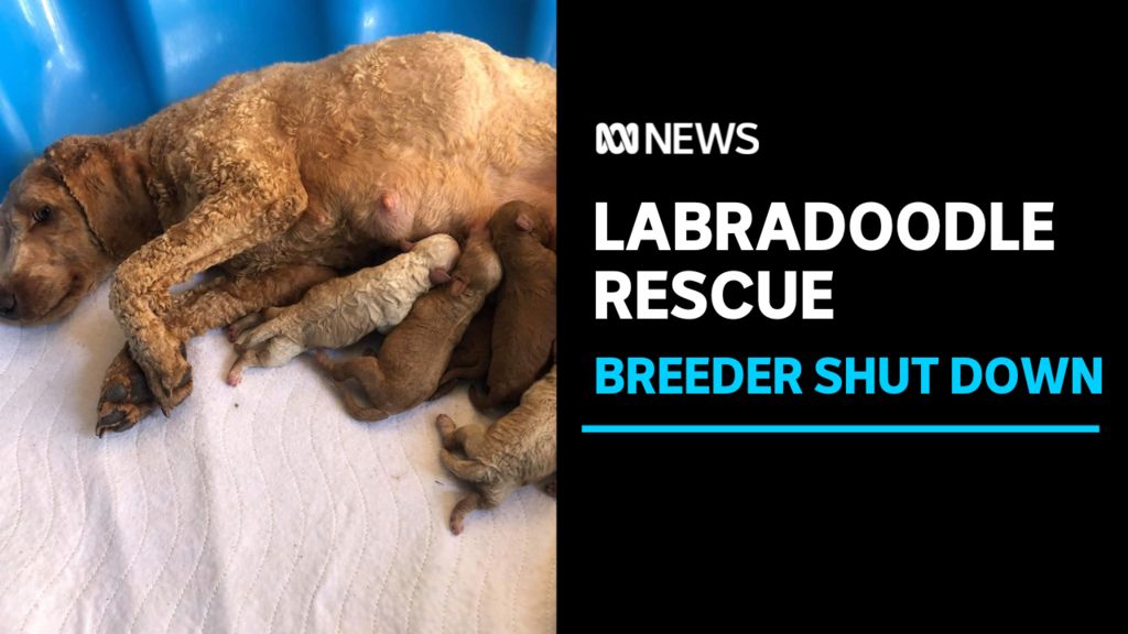 Homes needed for more than 250 labradoodles after breeder closure - ABC ...