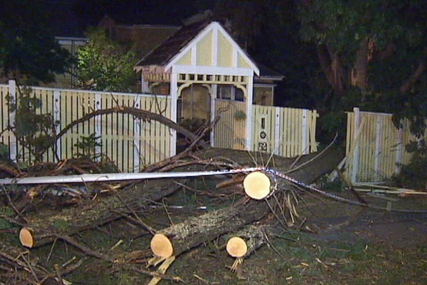 Tree through fence at Croydon Vic