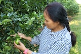 A woman looks at a lime still attached to a tree.