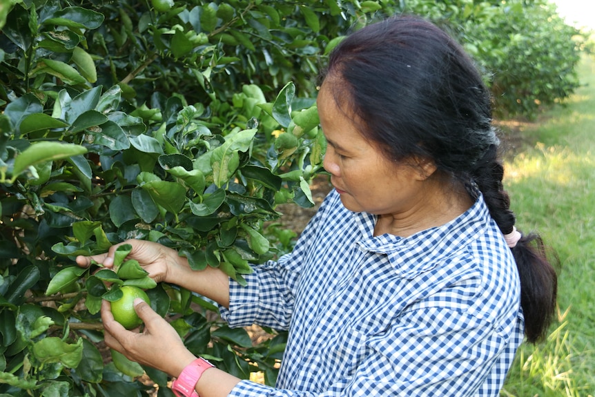 A woman looks at a lime still attached to a tree.