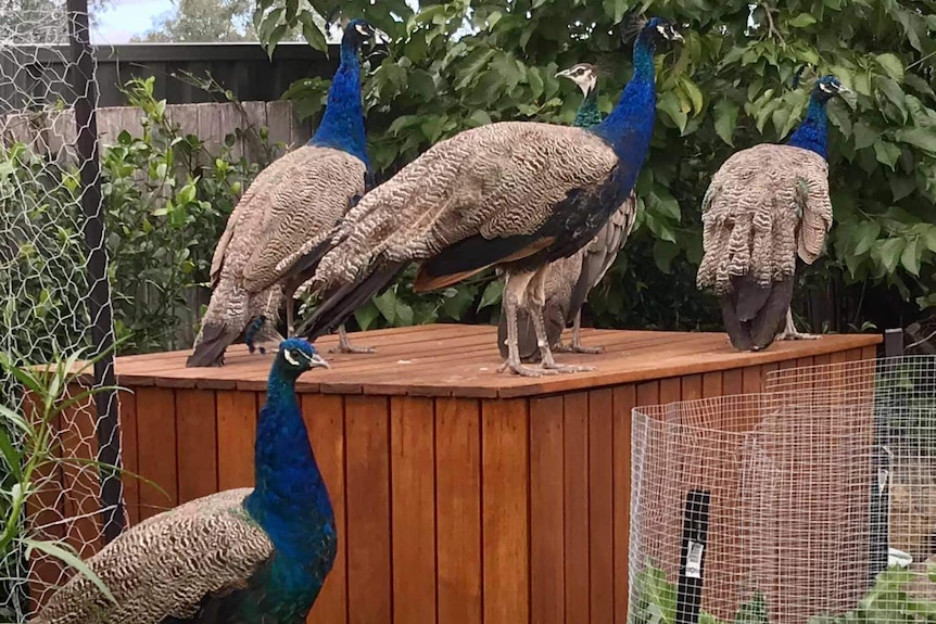 Five peafowl sit in a vegetable garden in someone's backyard