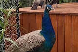 Five peafowl sit in a vegetable garden in someone's backyard