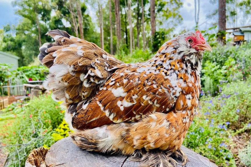A brown speckled chicken sits on a ledge