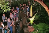 Late-night visitors to the corpse flower in bloom at Adelaide Botanic Gardens