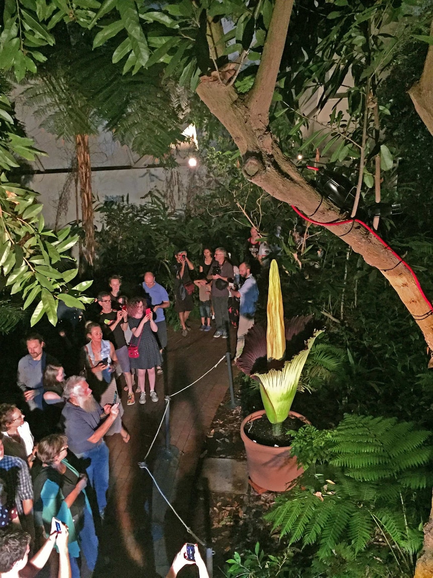 Late-night visitors to the corpse flower in bloom at Adelaide Botanic Gardens
