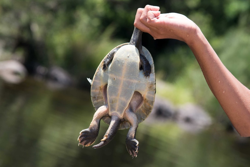 Turtle, also known as a 'bingi,' caught in the Rocky River near Tabulam