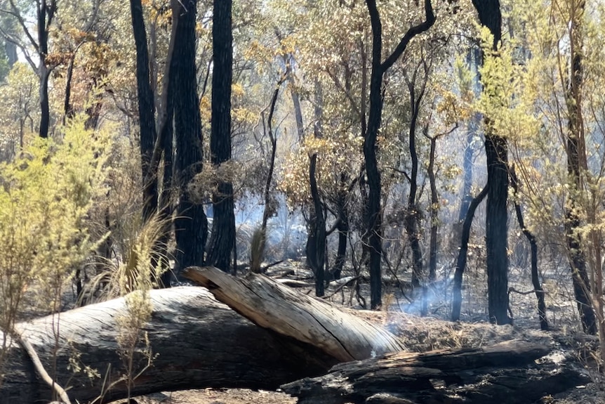 A smouldering log