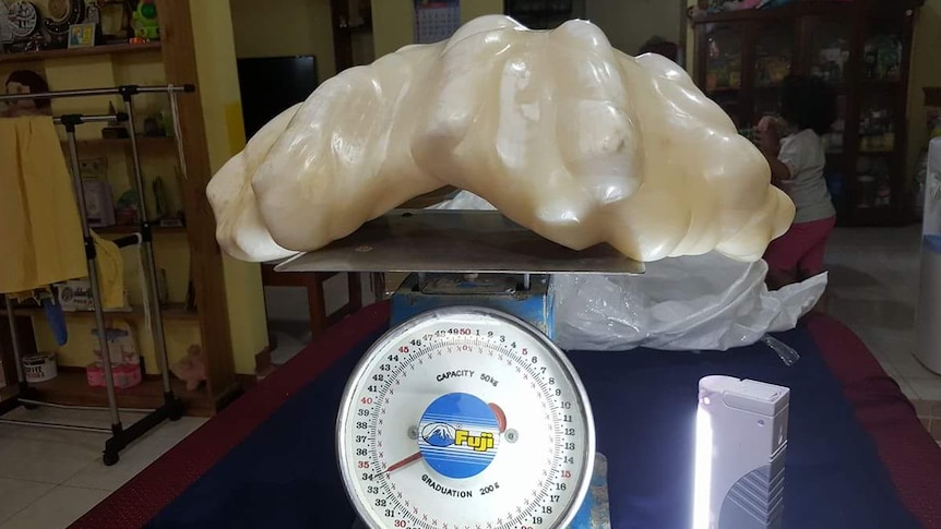 Giant clam pearl