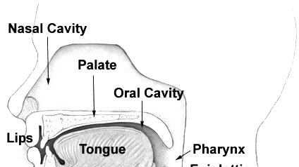 An illustration of the larynx.