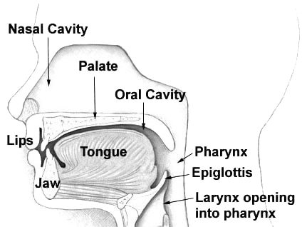 An illustration of the larynx.