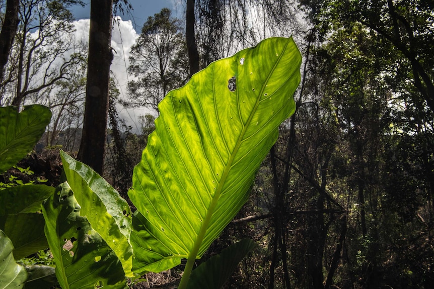 A bright green leaf.