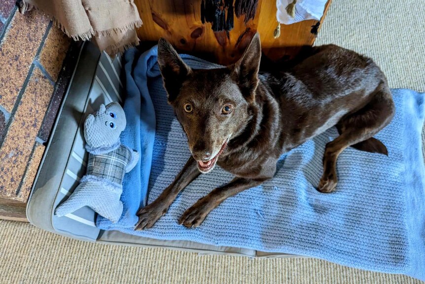 A brown kelpie laying on a blue bed with a toy