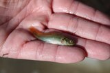 A picture of a carp gudgeon, a species of fish native to the Murray-Darling Basin