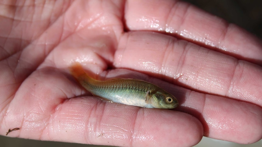 A picture of a carp gudgeon, a species of fish native to the Murray-Darling Basin