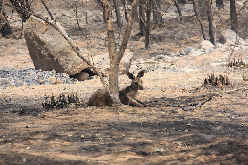 A kangaroo lies underneath a blackened tree.
