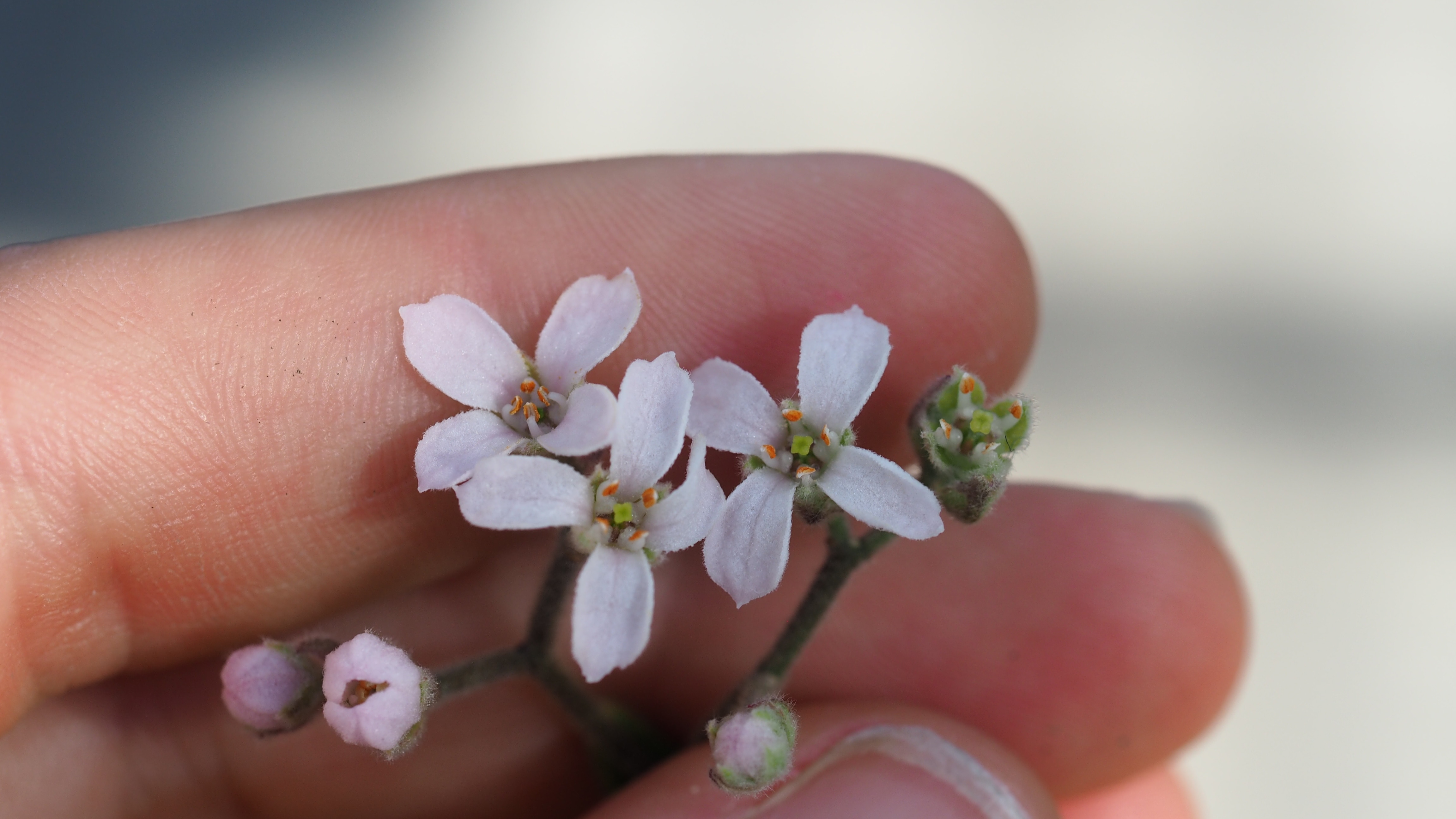 Close up of three small pink flowers being held in someone's hand.