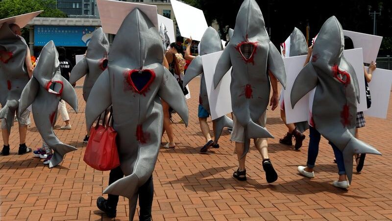 A group of protesters wearing shark costumes are walking.