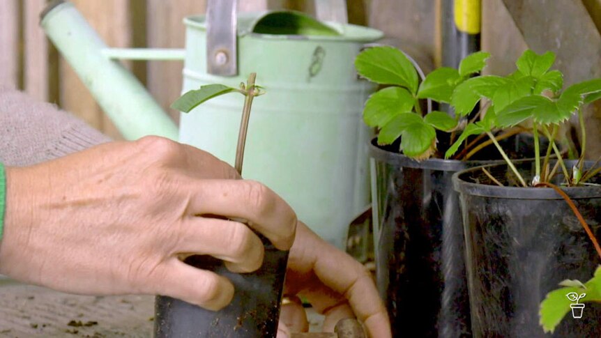 A person putting a plant with trimmed leaves into a pot.