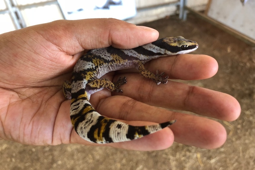 Someone holding a velvet gecko in their hand