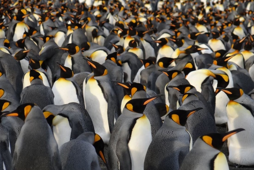 A colony of Emperor penguins stand on land.