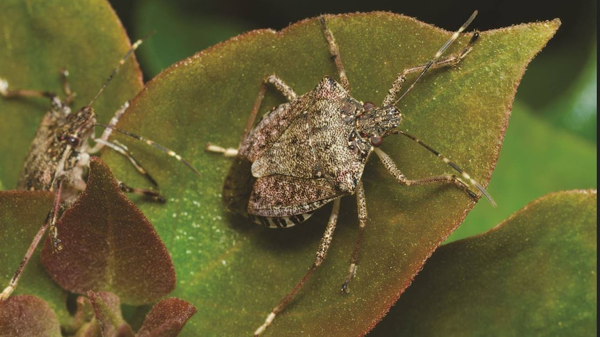 Waiting for a new car? Blame the 'devastating' invasive stink bug