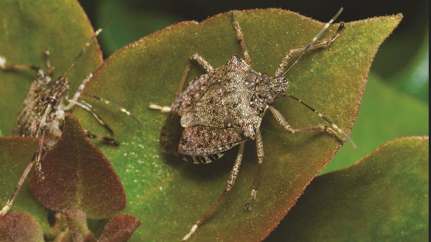 a brown bug on a green leaf