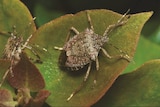 a brown bug on a green leaf