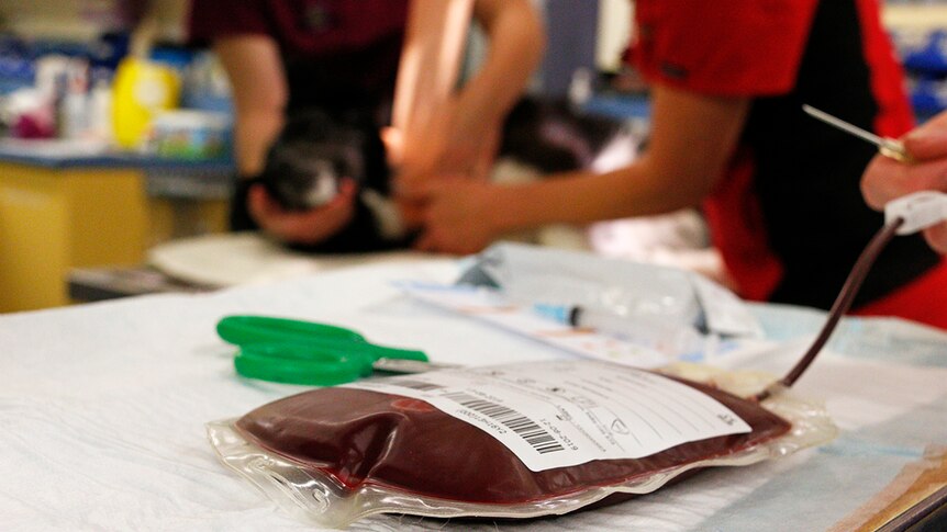 A bag of blood recently donated by a dog.