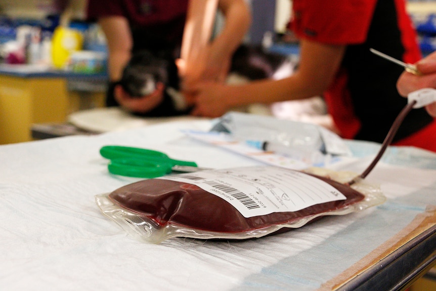 A bag of blood recently donated by a dog.