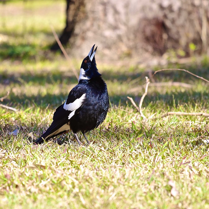 An Australian Magpie stands with it's beak aloft, feathers bristled, singing gloriously as dappled sunlight passes over grass.