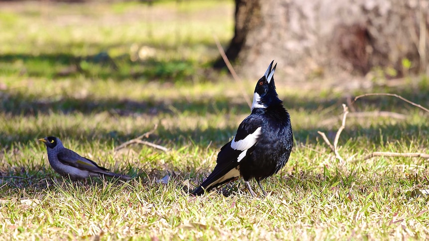 An Australian Magpie stands with it's beak aloft, feathers bristled, singing gloriously as dappled sunlight passes over grass.