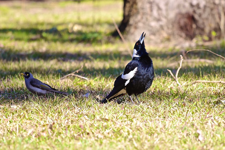 An Australian Magpie stands with it's beak aloft, feathers bristled, singing gloriously as dappled sunlight passes over grass.