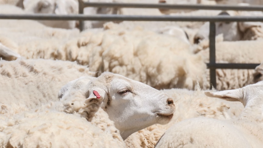 A close-up of a sheep's face in amongst other sheep in a pen.